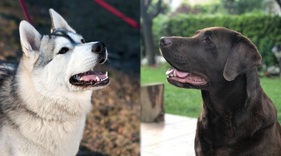 Dogs Looking Up