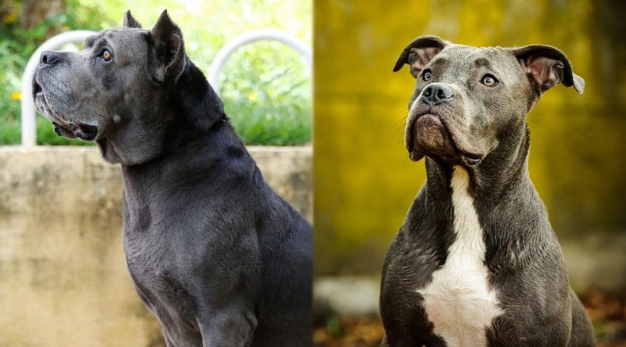 Dogs Looking Up