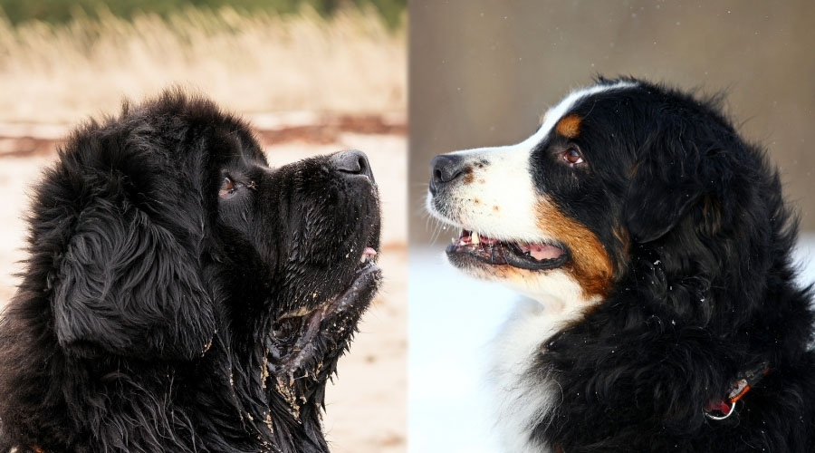 Dogs Looking Up