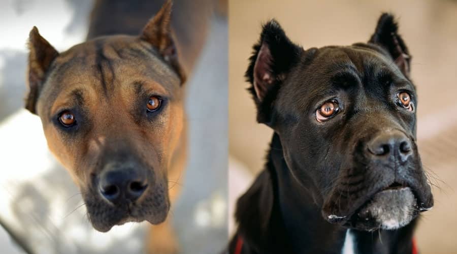 Dogs Looking Up at Camera