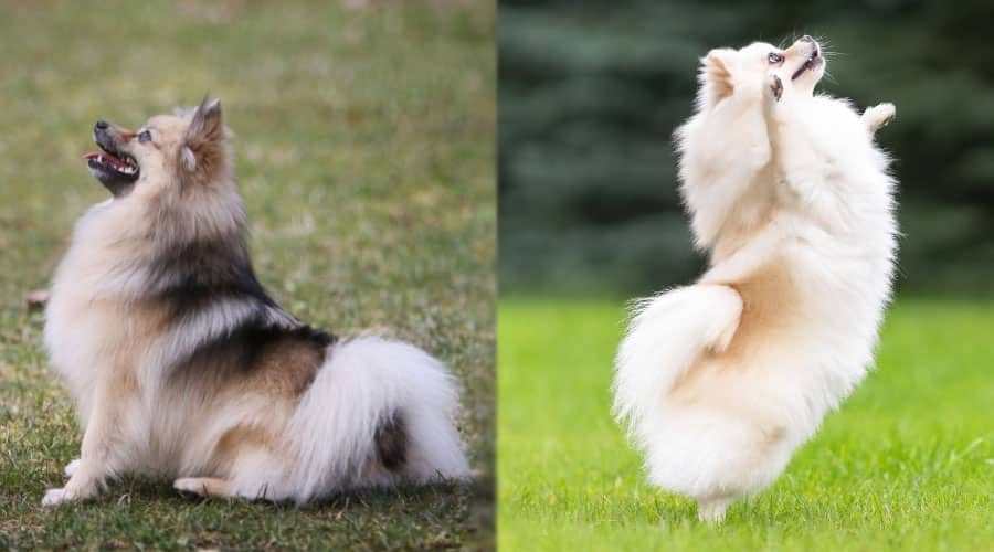 Dogs Looking Up at Human