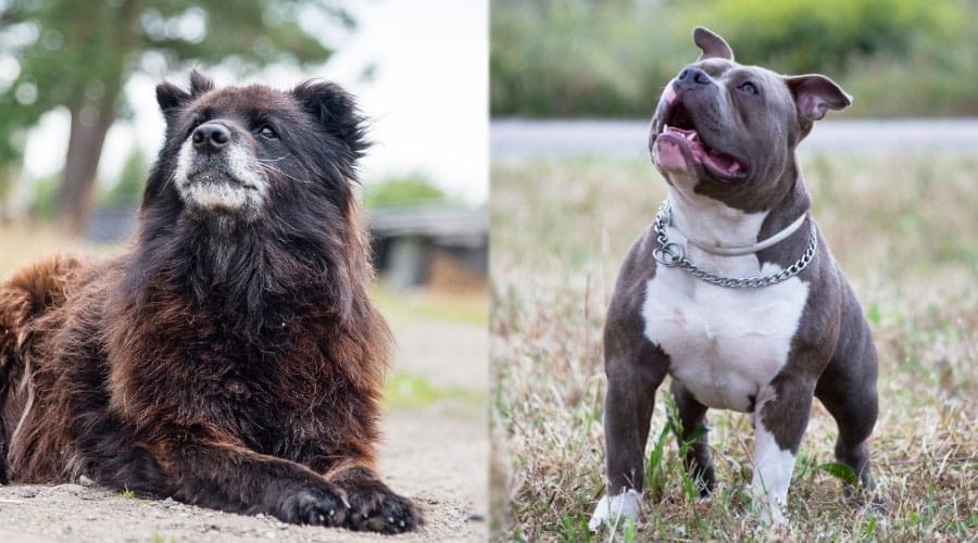Dogs Looking Up at Someone