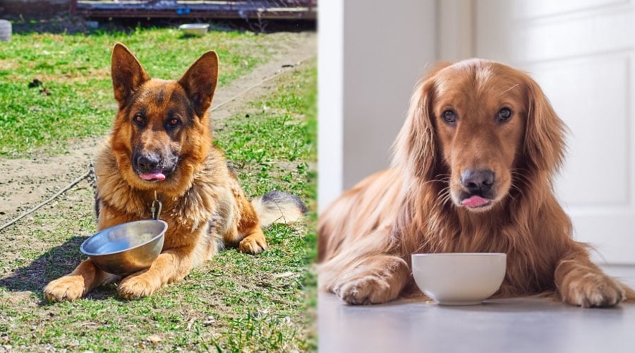 Dogs Looking Up from Eating