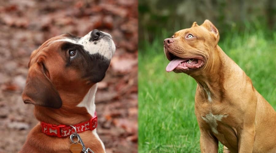 Dogs Looking Up