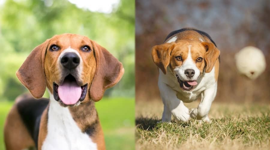Dogs Looking to Chase Items