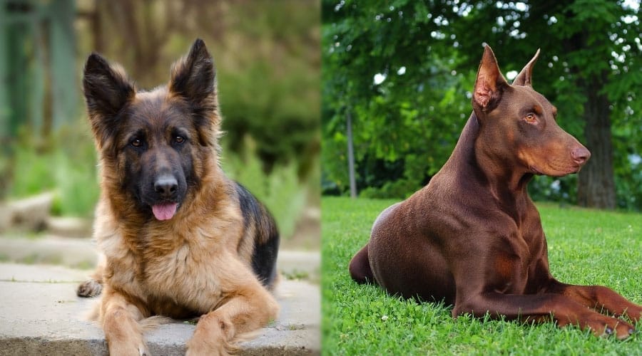 Dogs Lounging Outdoors