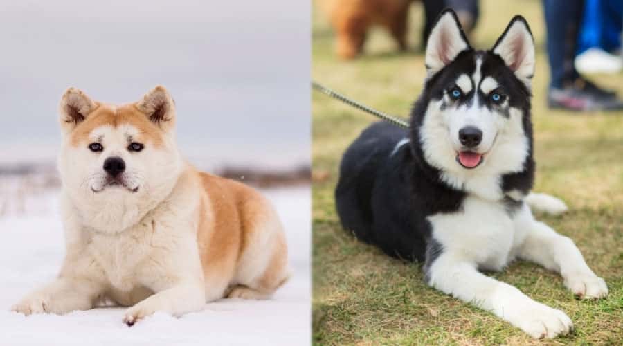 Dogs Lounging Outdoors