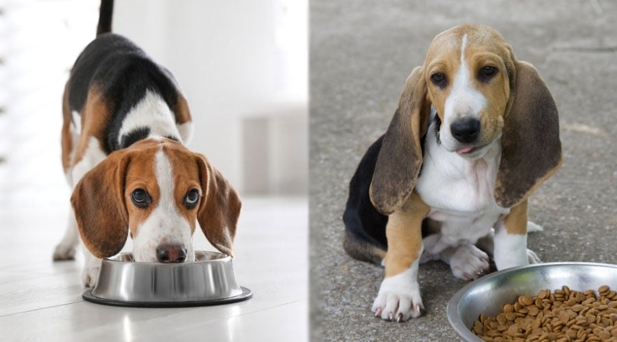 Dogs Near Dog Bowls