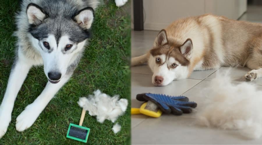 Dogs Next to Pile of Shedded Fur