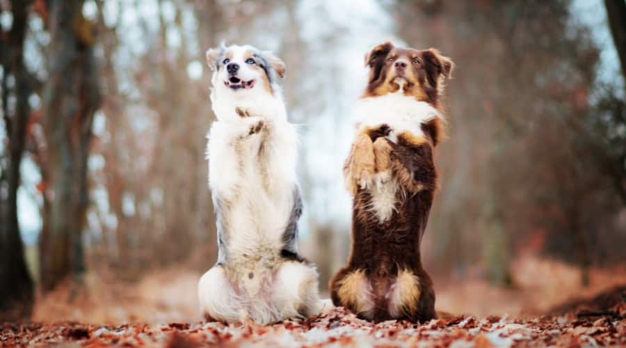 Dogs Outdoors on an Autumn Day