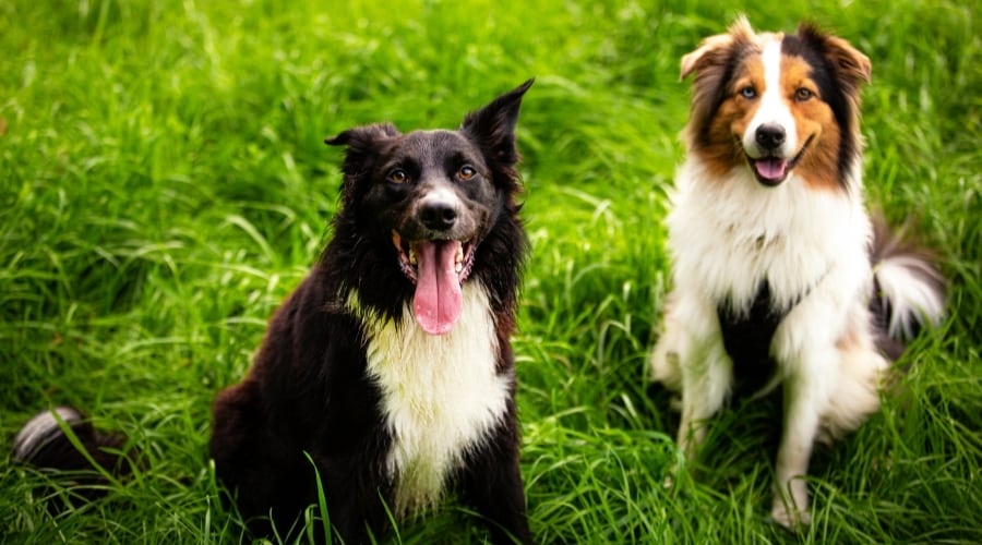 Dogs Panting in Grass