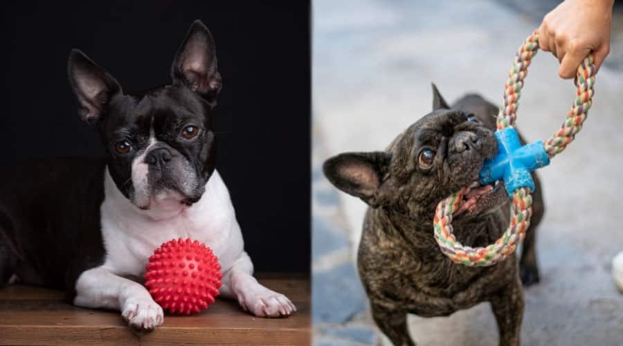 Dogs Playing With Toys