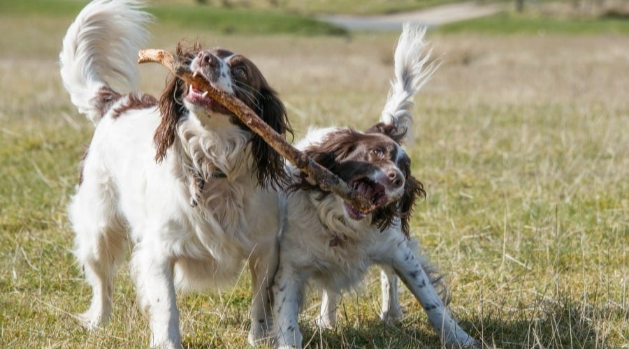 Dogs Playing With a Stick