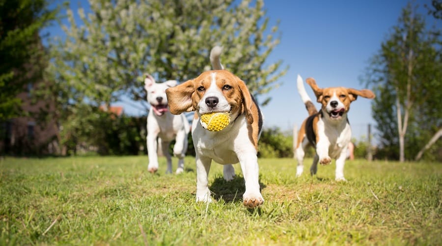 Dogs running and playing in park.