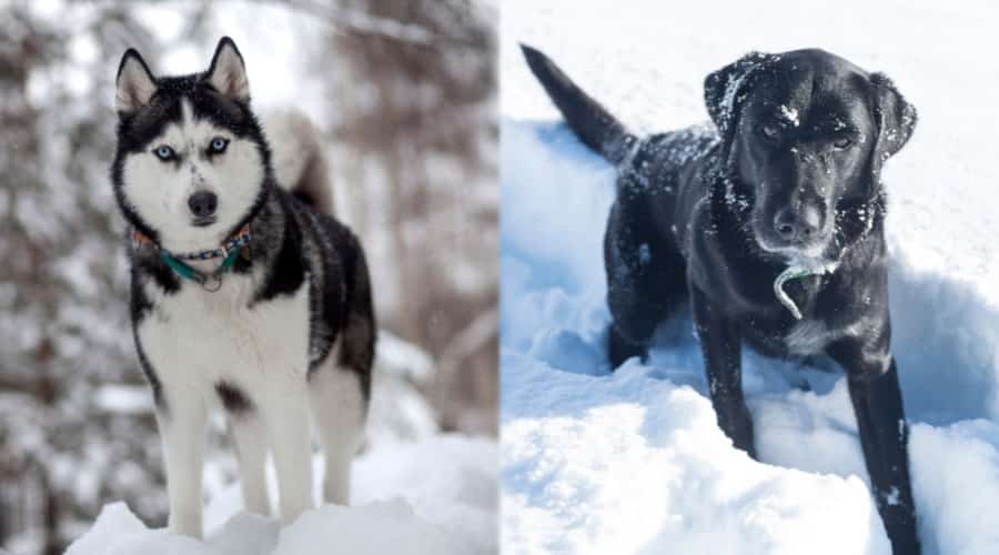 Dogs Playing in Snow