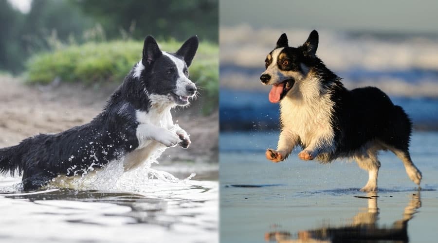 Dogs Playing in Water