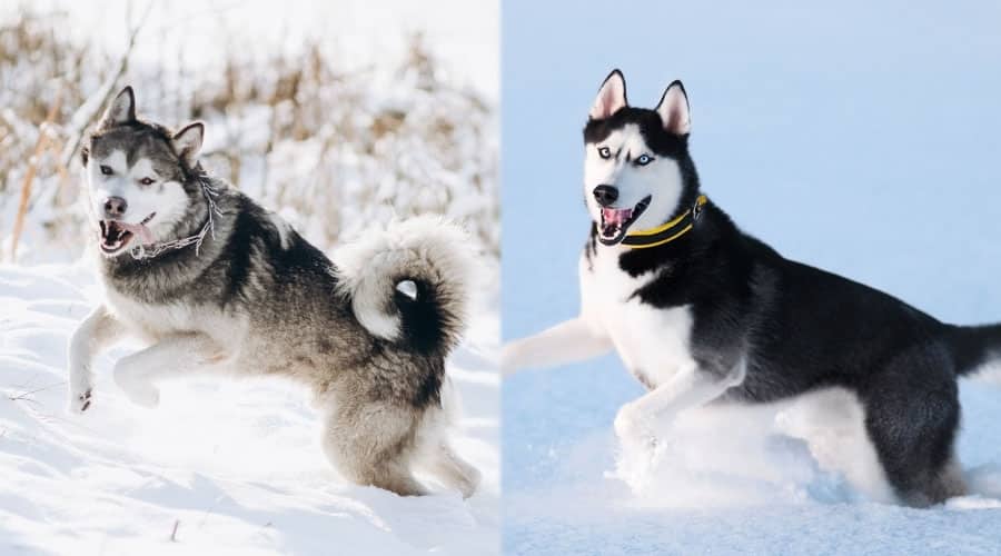 Dog Playing in the Snow