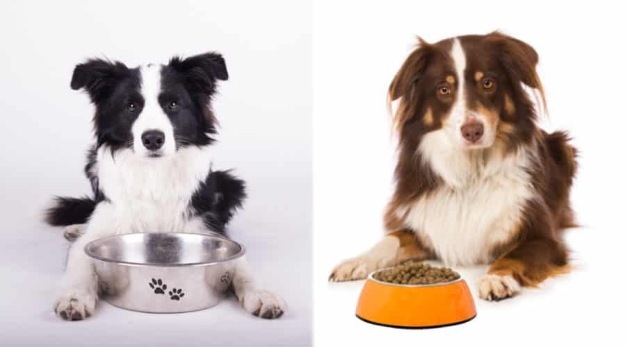 Dogs Posing Next to Dog Bowls