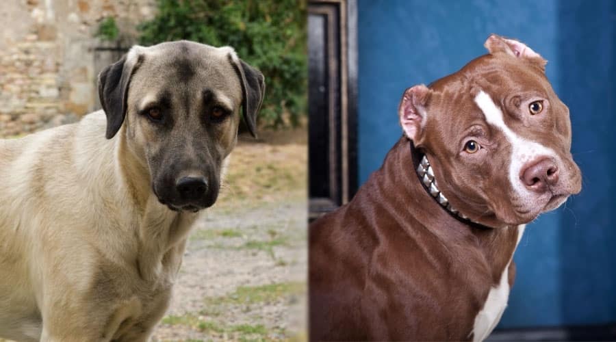 Dogs Posing for the Camera