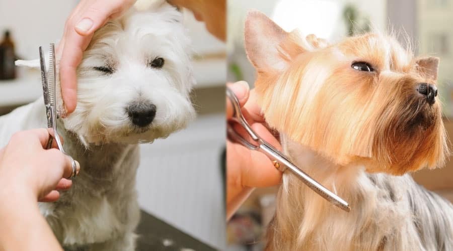 Dogs Receiving a Haircut