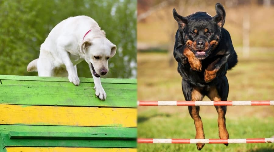 Dogs Running Agility Courses