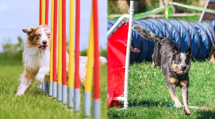 Dogs Running Outdoors in agility course.