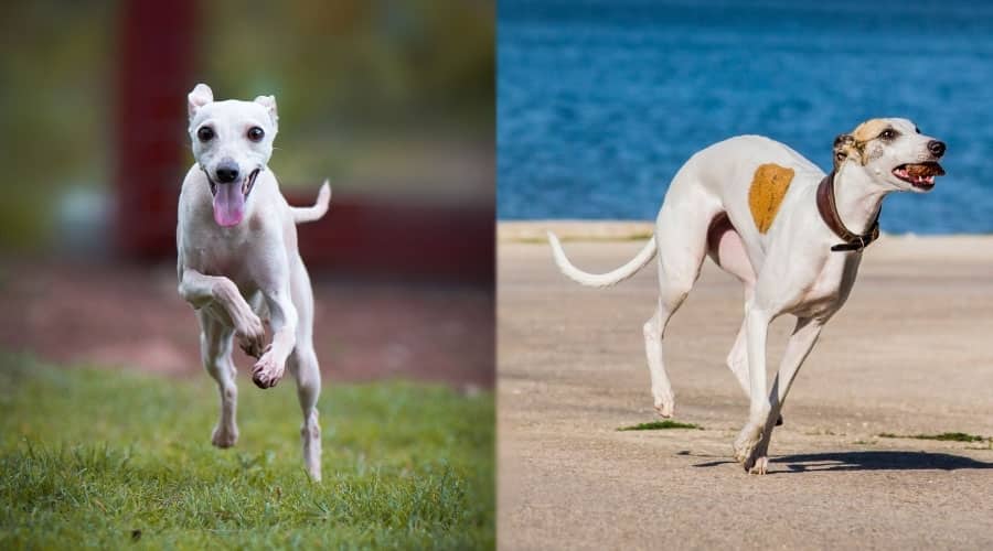 Dogs Running Outdoors
