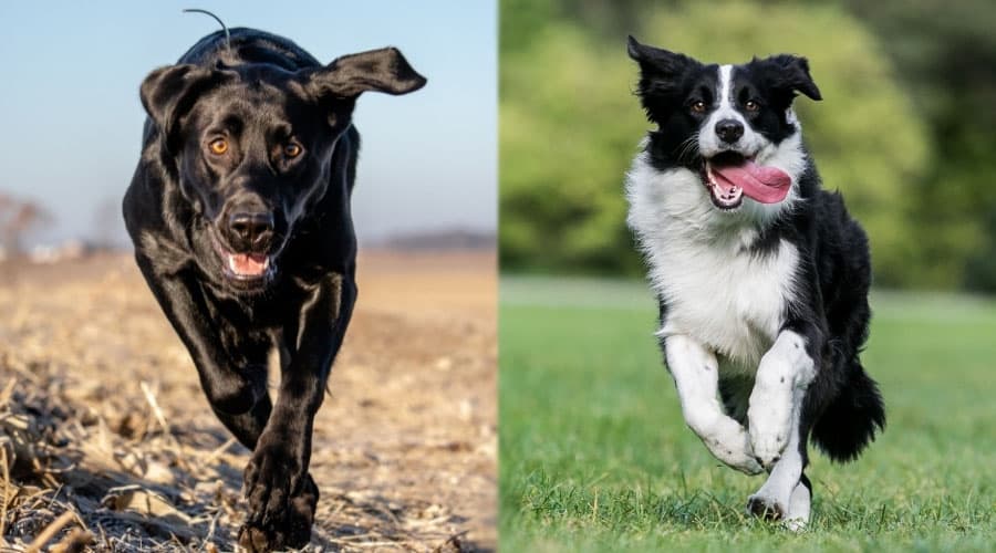 Dogs Running Outdoors