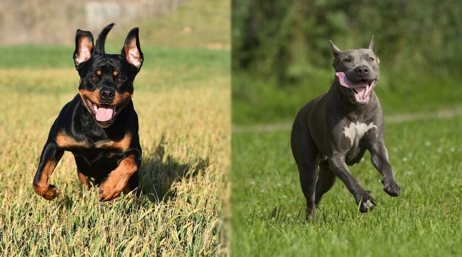 Dogs Running Outdoors