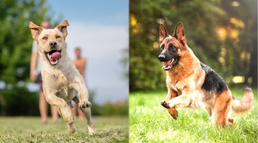 Dogs Running Outdoors