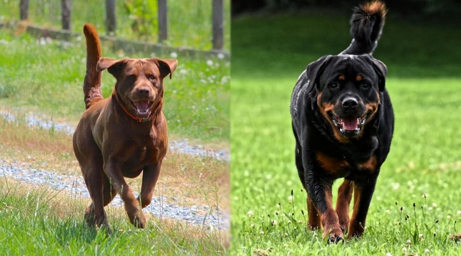 Dogs Running Outdoors
