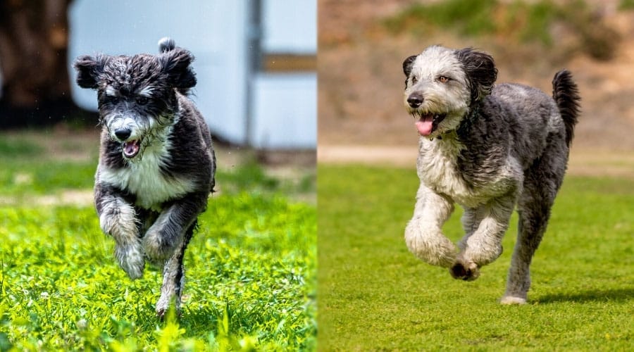 Dogs Running Outdoors