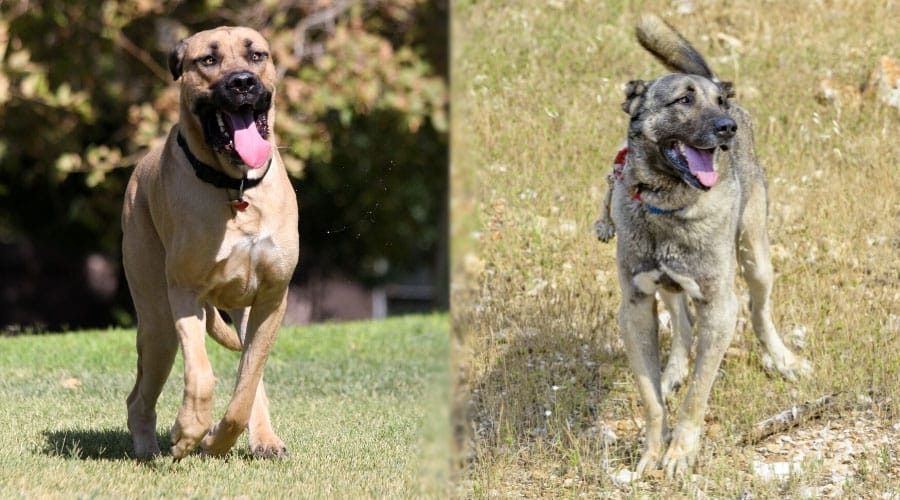 Dogs Running Outside