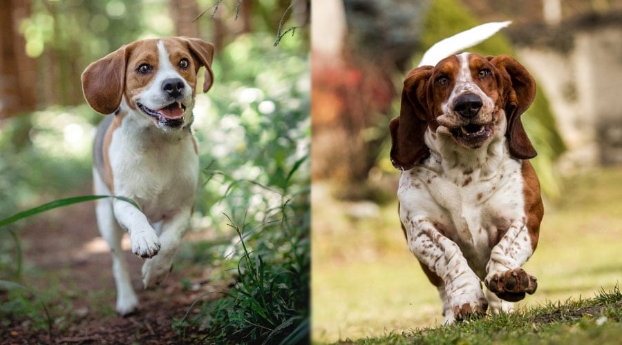 Dogs Running Outside