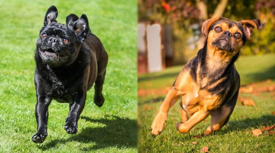 Dogs Running Outside