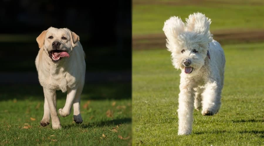Dogs Running Outside