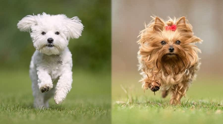 Dogs Running Outside in Grass