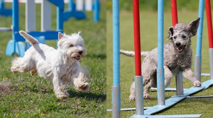 Dogs Running Through Agility Course