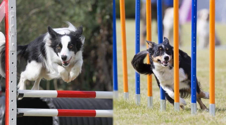 Dogs Running Through Agility Courses