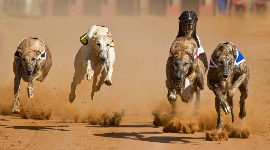 Dogs Running a Race