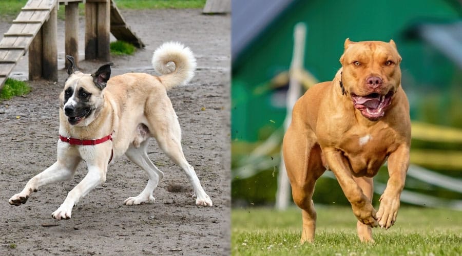 Dogs Running an Agility Course