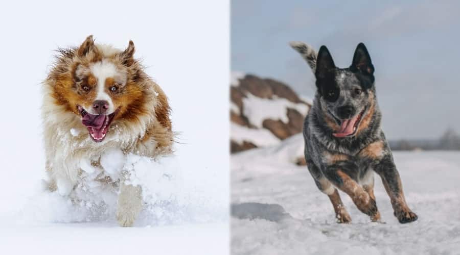 Dogs Running in Snow