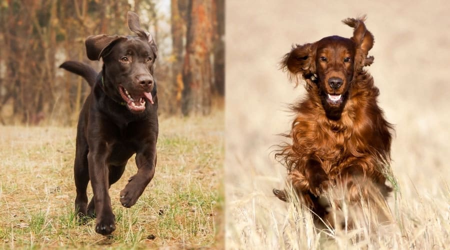Dogs Running in the Forest