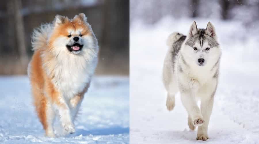 Dogs Running in the Snow