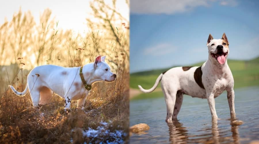 Dogs Standing Outdoors