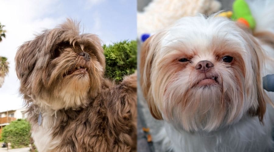 Dogs Showing Some of Their Teeth