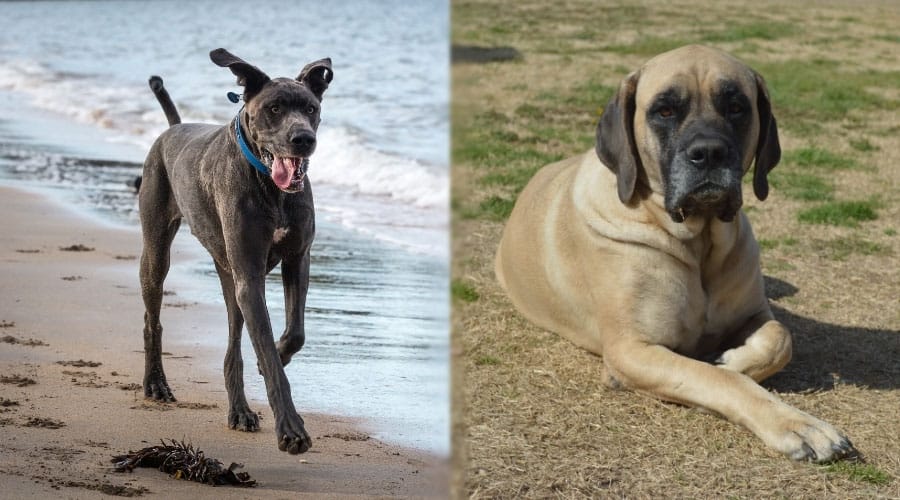 Dogs Showing off Energy Levels