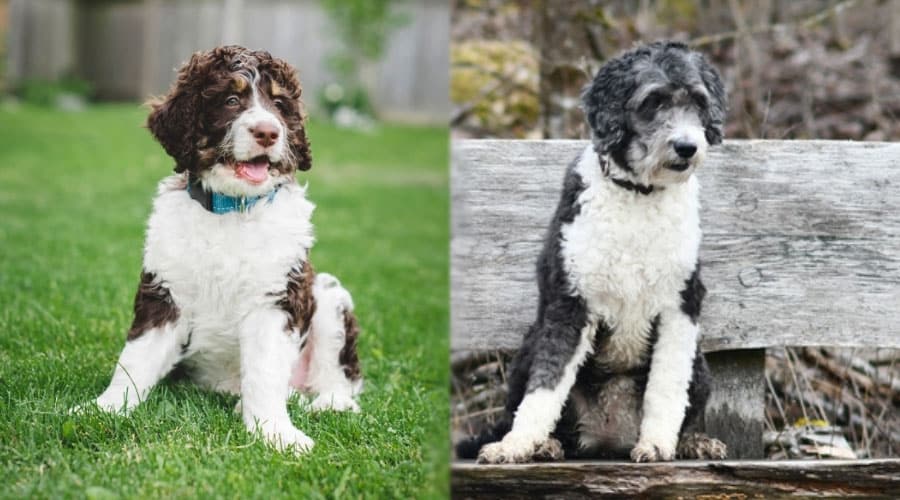 Dogs Sitting Outdoors