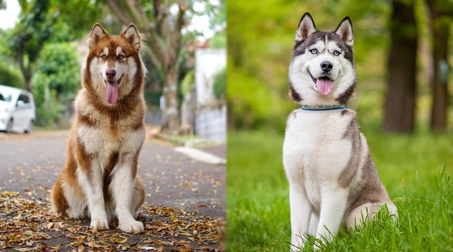 Dogs Sitting Outside