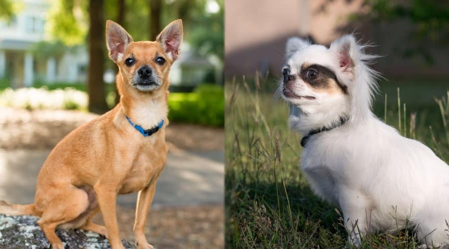 Dogs Sitting Outside
